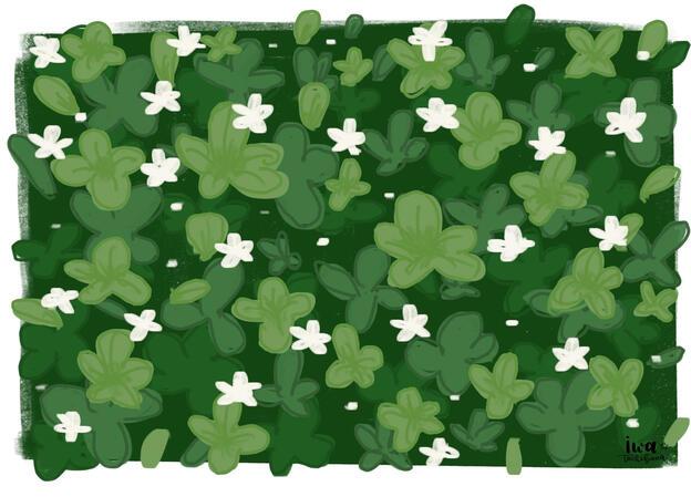 bush bush